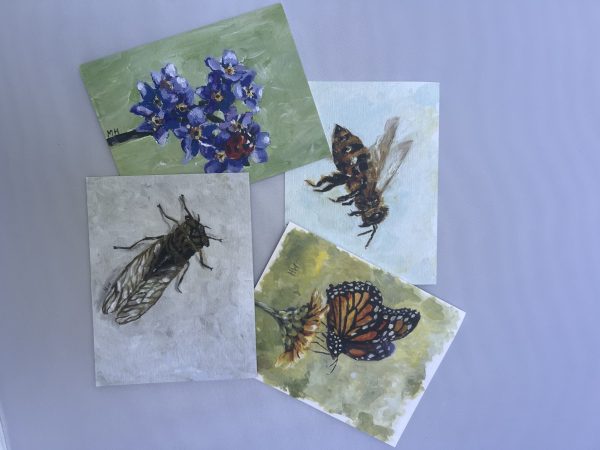 Backyard Bug Card Variety Pack - Image 4